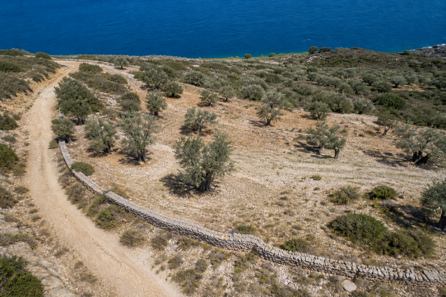 Sloping land parcel with olive trees and a dry stone boundary wall above the sea